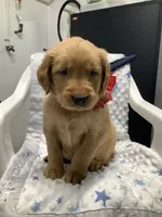 Sammy, a male Golden Retriever for sale in Baltic, OH – 4 of 7