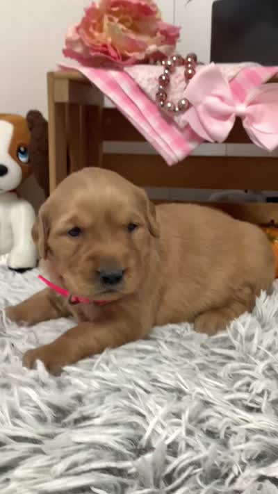 Linda, a female Golden Retriever for sale in Baltic, OH – 4 of 6