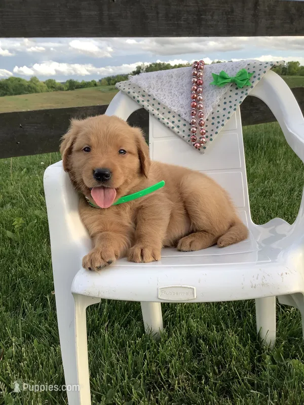 Ticker – Golden Retriever puppy for sale in Baltic, OH