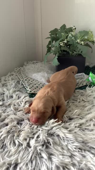 Ty, a male Golden Retriever for sale in Baltic, OH – 6 of 7