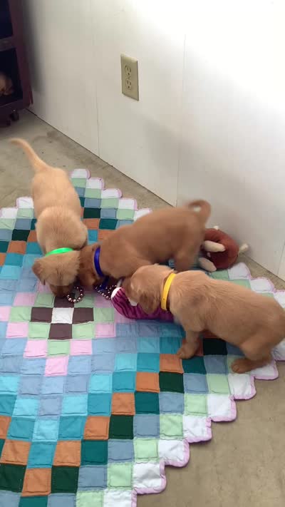 Jose, a male Golden Retriever for sale in Baltic, OH – 6 of 8