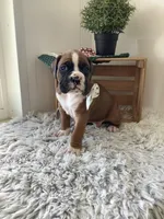 Lynn, a male Boxer for sale in Baltic, OH – 3 of 8