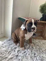 Lynn, a male Boxer for sale in Baltic, OH – 5 of 8
