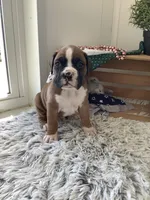 Lynn, a male Boxer for sale in Baltic, OH – 6 of 8