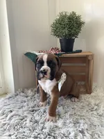 Lynn, a male Boxer for sale in Baltic, OH – 4 of 8