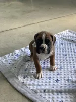 Lynn, a male Boxer for sale in Baltic, OH – 2 of 8