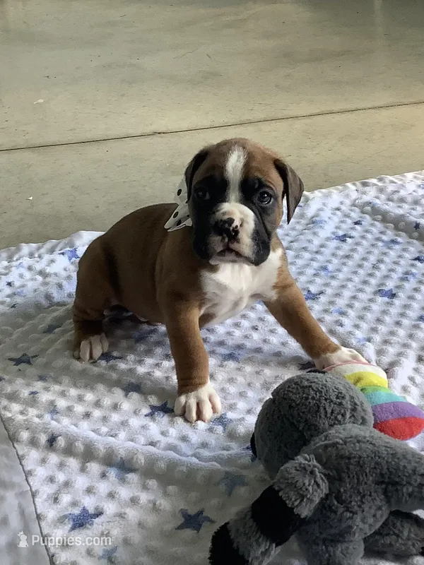Lynn – Boxer puppy for sale in Baltic, OH