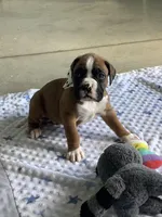 Lynn, a male Boxer for sale in Baltic, OH – 1 of 8