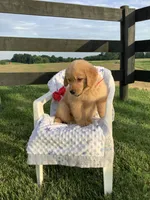 Lila, a female Golden Retriever for sale in Baltic, OH – 6 of 8