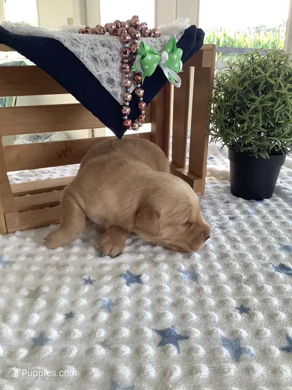 Chase  – Golden Retriever puppy for sale in Baltic, OH