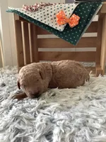 Ronnie -F1b , a male Goldendoodle for sale in Baltic, OH – 2 of 8