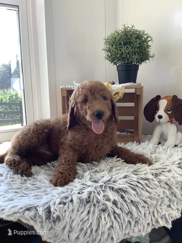 Rascal - F1b  – Goldendoodle puppy for sale in Baltic, OH