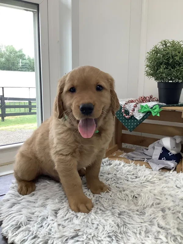 Tyler  – Golden Retriever puppy for sale in Baltic, OH