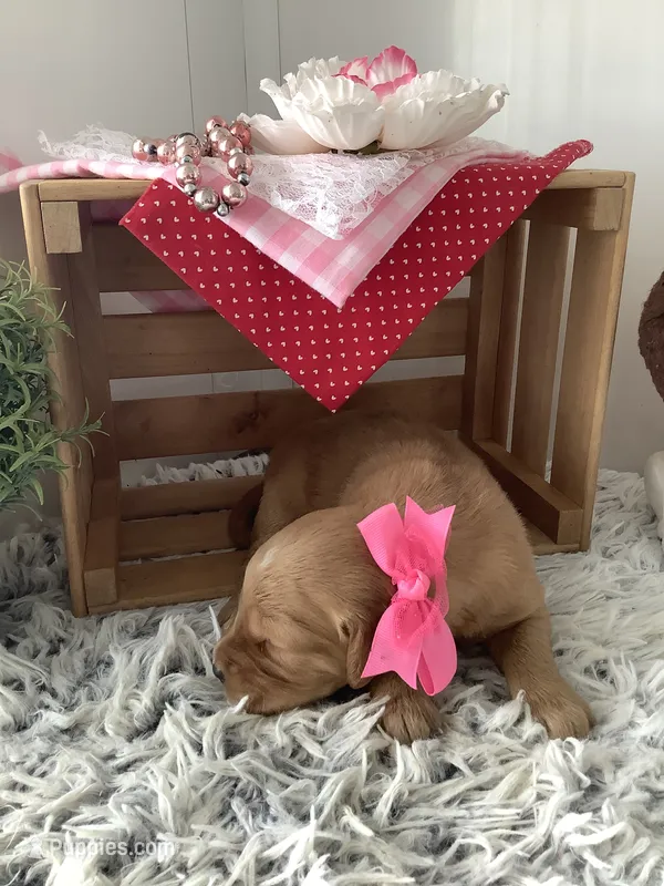 Cindy – Golden Retriever puppy for sale in Baltic, OH