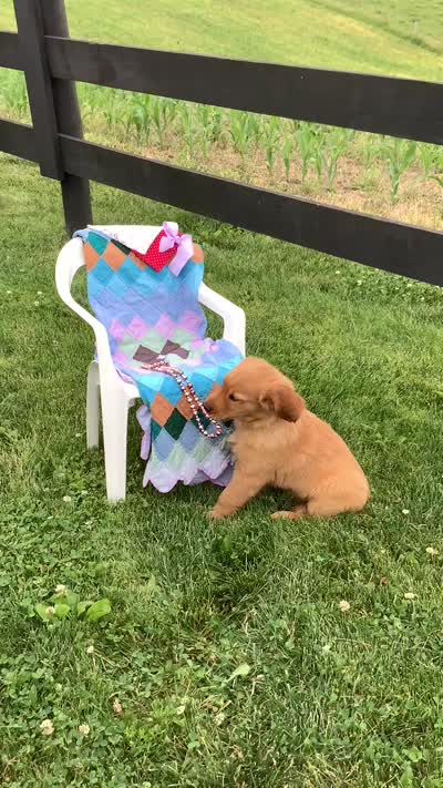 Pumpkin , a female Golden Retriever for sale in Baltic, OH – 10 of 10