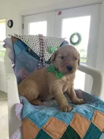 Ty, a male Golden Retriever for sale in Baltic, OH – 5 of 10