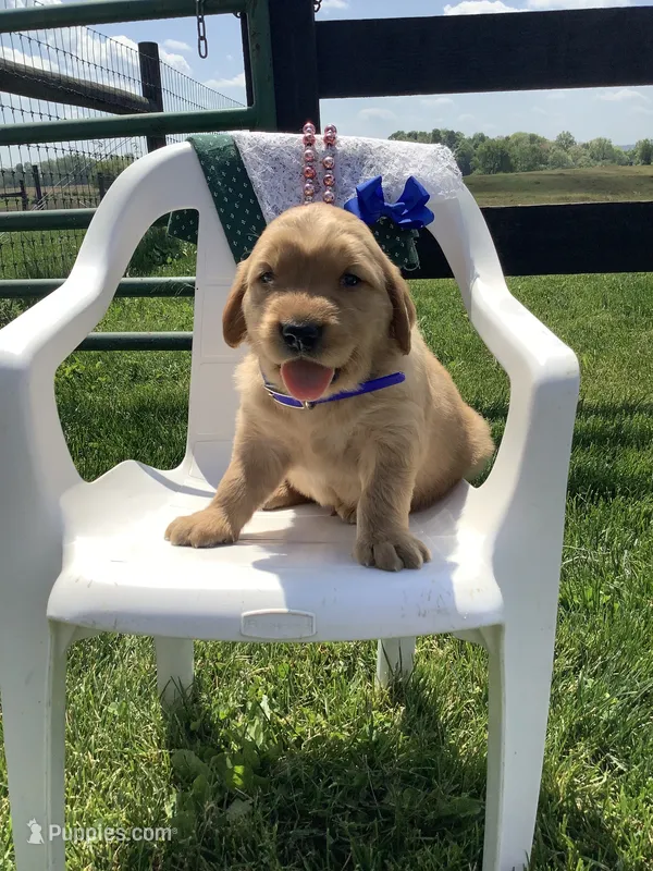 Beetle  – Golden Retriever puppy for sale in Baltic, OH