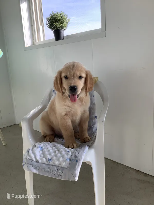 Rover – Golden Retriever puppy for sale in Baltic, OH