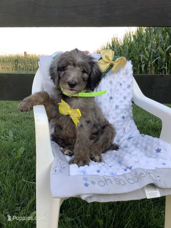 Rex- F1bb Standard  – Goldendoodle puppy for sale in Baltic, OH