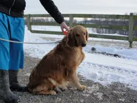 Connie, a female Golden Retriever for sale in Baltic, OH – 8 of 9
