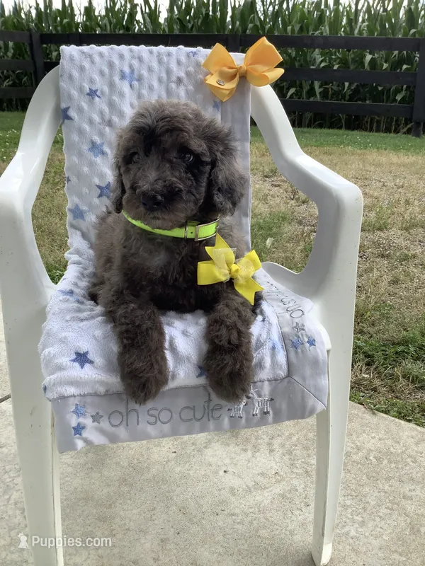 Manny-F1bb  standard – Goldendoodle puppy for sale in Baltic, OH