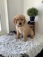 Chevy, a male Golden Retriever for sale in Baltic, OH – 3 of 8