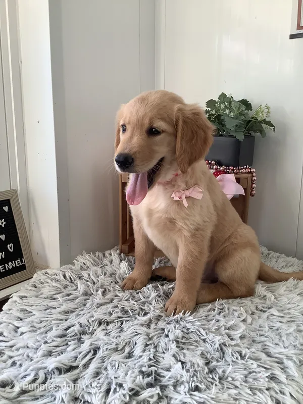 Penny – Golden Retriever puppy for sale in Baltic, OH