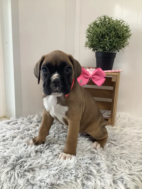 Cyndi – Boxer puppy for sale in Baltic, OH