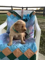 Jerry, a male Golden Retriever for sale in Baltic, OH – 5 of 9