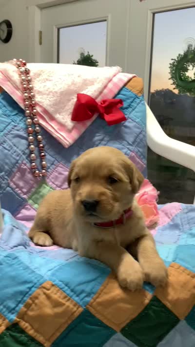 Lindsey, a female Golden Retriever for sale in Baltic, OH – 7 of 9
