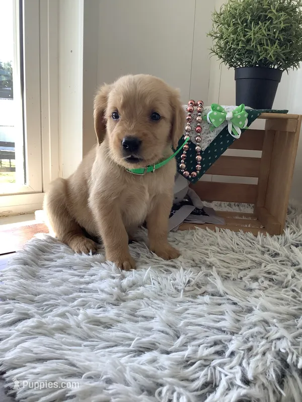 Kobe – Golden Retriever puppy for sale in Baltic, OH