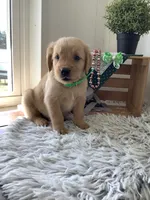 Kobe, a male Golden Retriever for sale in Baltic, OH – 1 of 9