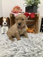 Lindsey, a female Golden Retriever for sale in Baltic, OH – 2 of 9