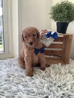 Lucky - F1bb Goldendoodle , a male Goldendoodle for sale in Baltic, OH – 6 of 8