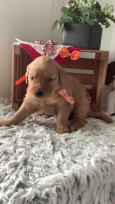 Sherry, a female Golden Retriever for sale in Baltic, OH – 5 of 7