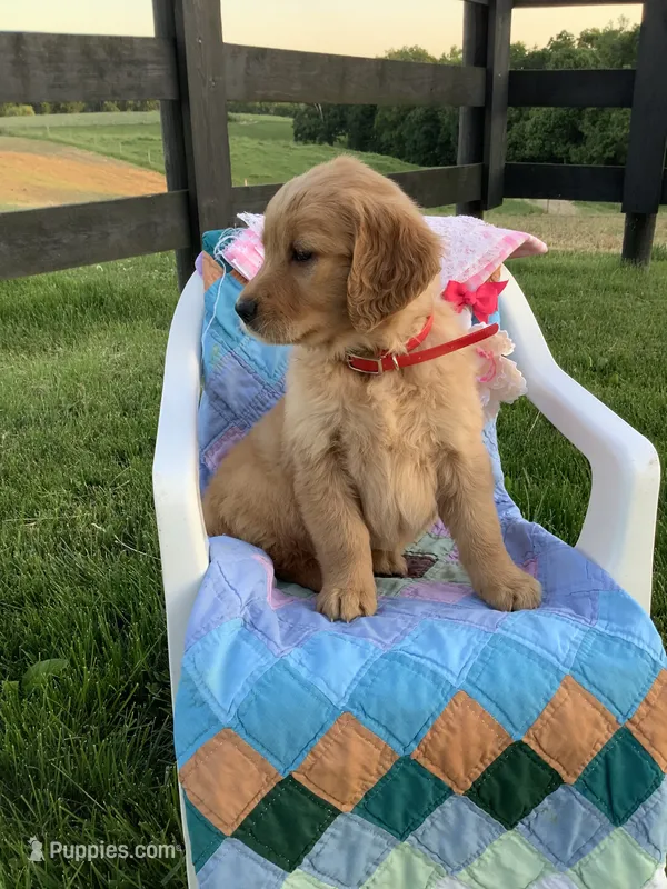 Kallie  – Golden Retriever puppy for sale in Baltic, OH