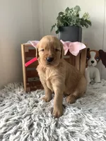 Sunshine , a female Golden Retriever for sale in Baltic, OH – 1 of 7