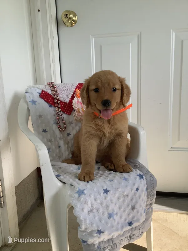 Sherry – Golden Retriever puppy for sale in Baltic, OH
