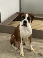 Lance , a male Boxer for sale in Baltic, OH – 10 of 10
