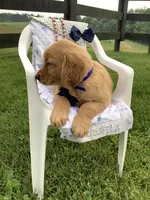 Freddie, a male Golden Retriever for sale in Baltic, OH – 3 of 10