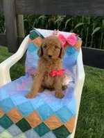 Ginger- F1bb Goldendoodle , a female Goldendoodle for sale in Baltic, OH – 5 of 10