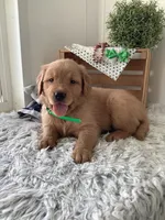 Ticker, a male Golden Retriever for sale in Baltic, OH – 5 of 8