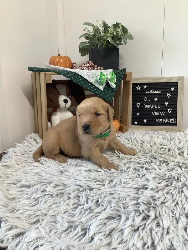 Jerry – Golden Retriever puppy for sale in Baltic, OH
