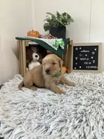 Jerry, a male Golden Retriever for sale in Baltic, OH – 1 of 9