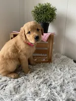 Nola, a female Golden Retriever for sale in Baltic, OH – 6 of 8