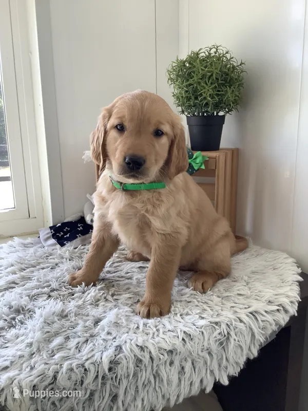 Rambles  – Golden Retriever puppy for sale in Baltic, OH