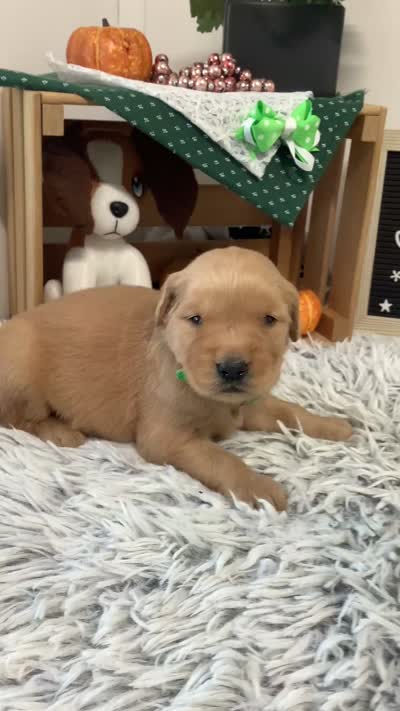 Jerry, a male Golden Retriever for sale in Baltic, OH – 8 of 9