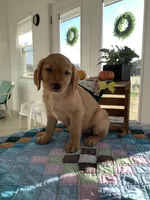 Leo , a male Golden Retriever for sale in Baltic, OH – 2 of 10