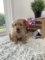 Kenzie, a female Golden Retriever for sale in Baltic, OH – 2 of 7