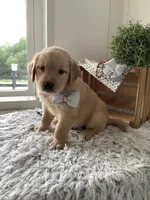 Tommy, a male Golden Retriever for sale in Baltic, OH – 7 of 9